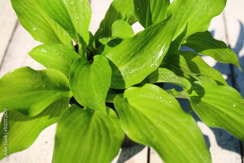 Hosta japonica funkia japońska