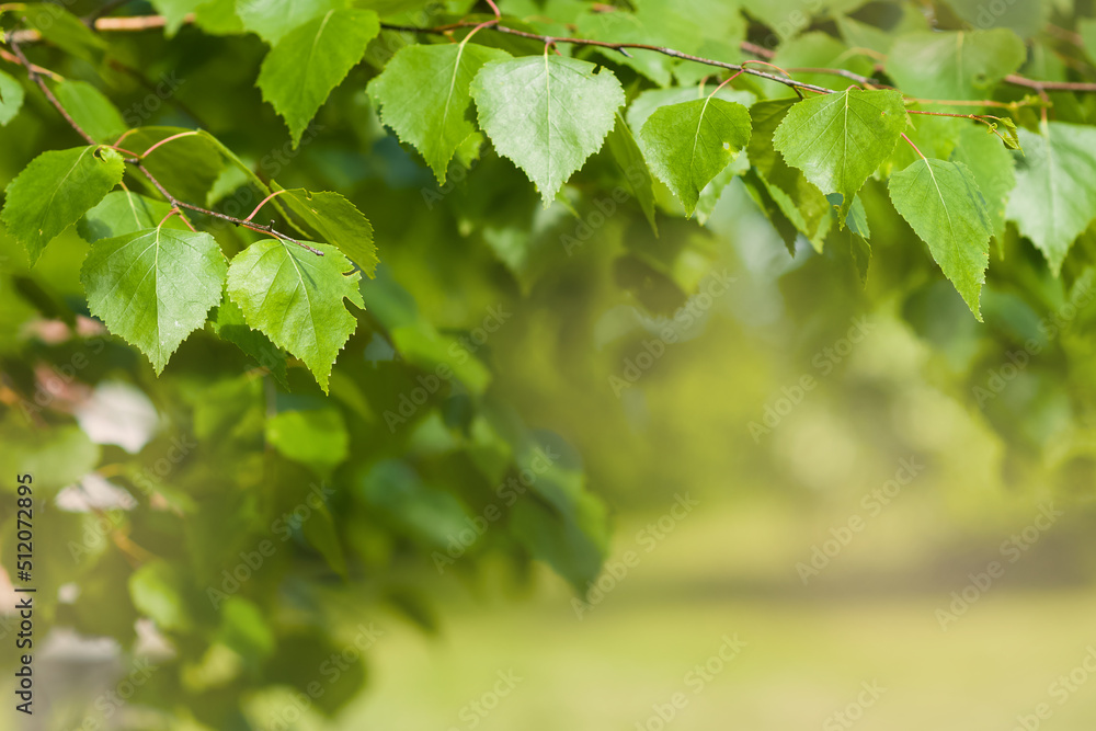 Nature background. Close-up view of the birch branches with young green leaves. Blurred abstract bokeh with sun flare. Beautiful green natural abstract bokeh background. Leaves blowing in wind. Nature background. Close-up view of the birch branches with young green leaves. Blurred abstract bokeh with sun flare. Beautiful green natural abstract bokeh background. Leaves blowing in wind.