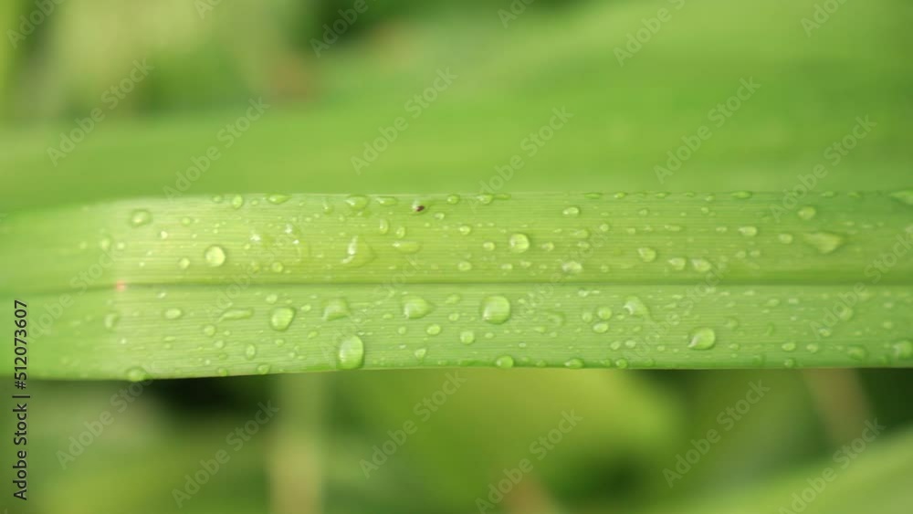 Dew drops on a green leaf that sways a little from the wind. Green natural background. High quality 4k footage Dew drops on a green leaf that sways a little from the wind. Green natural background. High quality 4k footage