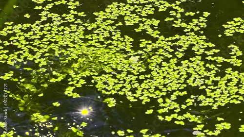Frog jumps up from the pond, catching an insect in flight. Slow motion.