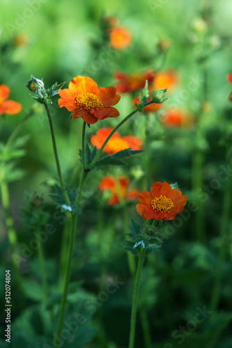 Blooming Chilean Avens or Chiloense Geum orange, viewed from above, background blurred