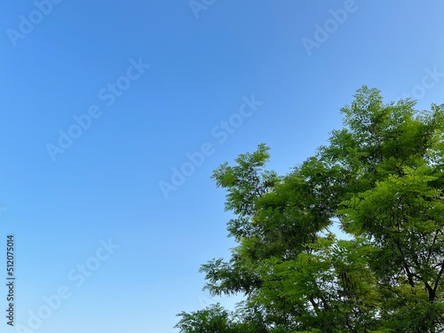 green trees against blue sky