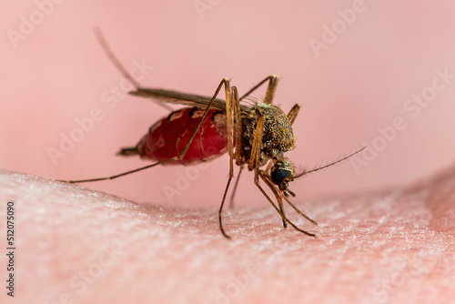Malaria Infected Mosquito Bite. Leishmaniasis, Encephalitis, Yellow Fever, Dengue, Malaria Disease, Mayaro or Zika Virus Infectious Culex Mosquitoe Parasite Insect Macro Close-up. © nechaevkon