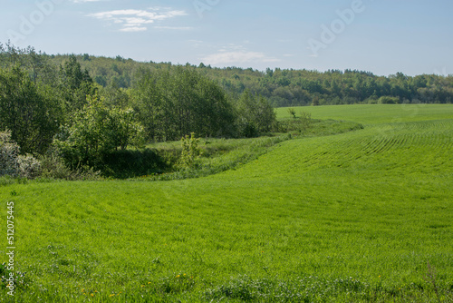 spring green field on the edge of the forest on a sunny clear morning