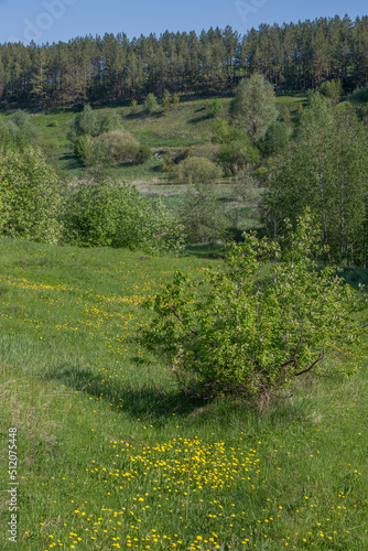a hollow overgrown with bushes and yellow dandelions on a sunny spring clear morning
