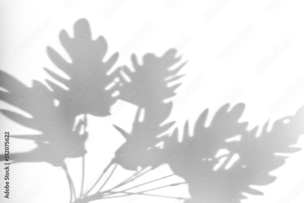 Obraz premium Shadows from plants on a white wall. Pattern from the leaves of flowers, bushes or trees. Beautiful background of plant leaves.
