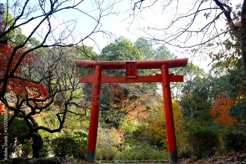 japanese blossom