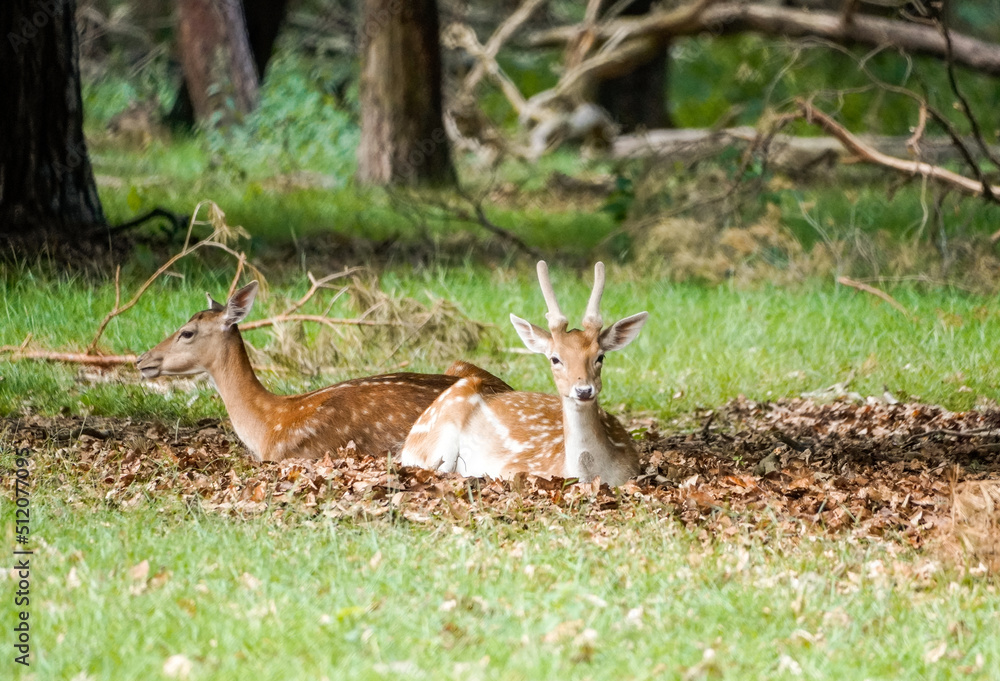 Fallow deer in the forest. Animal in natural environment. Dama dama.

