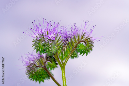 Blooming tufted flower close-up. Bee friendly plant. Phacelia tanacetifolia.  © Elly Miller