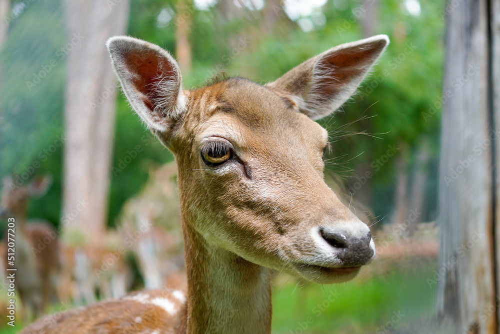 Fallow deer in the forest. Animal in natural environment. Dama dama.
Fallow deer in the forest. Animal in natural environment. Dama dama.