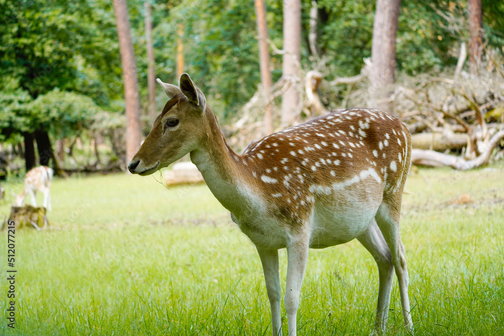 Fallow deer in the forest. Animal in natural environment. Dama dama.
Fallow deer in the forest. Animal in natural environment. Dama dama.