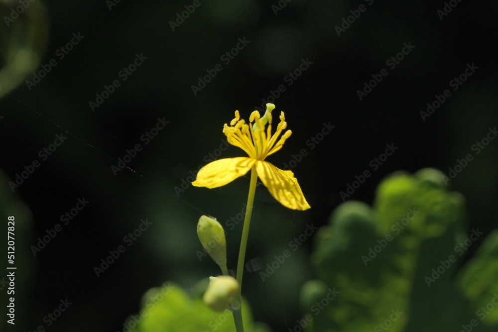 yellow flower on green background yellow flower on green background