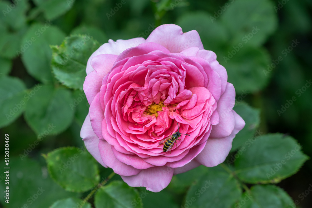 Biene auf  einer Rose Princess Alexandra of Kent