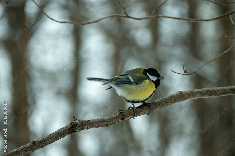 A tit in the winter forest sits on a branch. Tit in its natural habitat A tit in the winter forest sits on a branch. Tit in its natural habitat