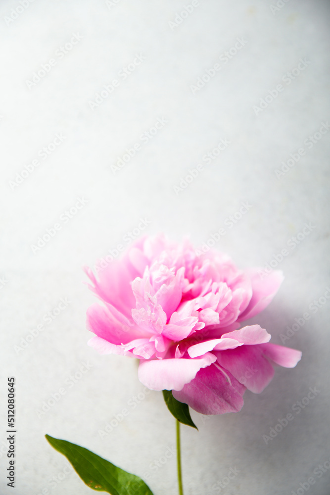 Pink peonies in bloom