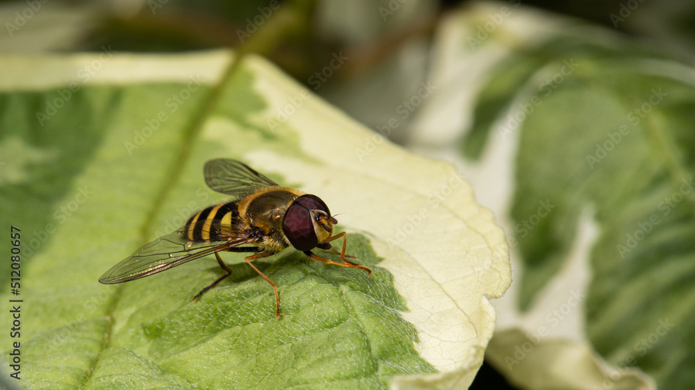 Schwebfliege putzt sich die Beine Schwebfliege putzt sich die Beine