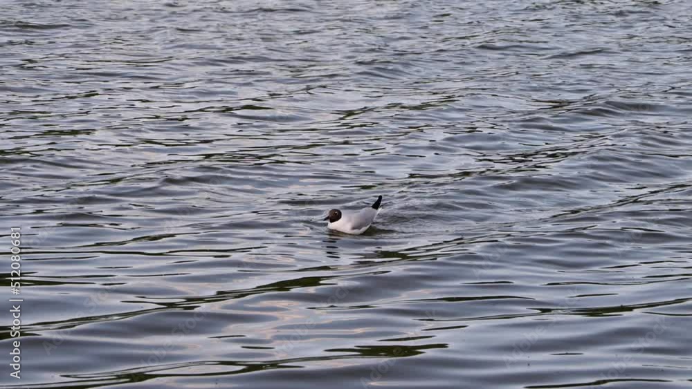 A Seagull In The Water On The Pond In Search Of Food. Sunny Summer Day. Close Up. 4k. A Seagull In The Water On The Pond In Search Of Food. Sunny Summer Day. Close Up. 4k.