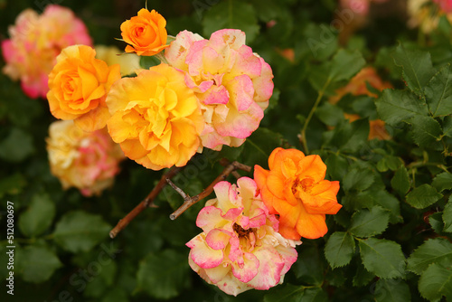 Closeup of floribunda pink and orange garden roses bush