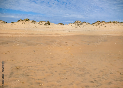 Dunes with vegetation on the beach 
