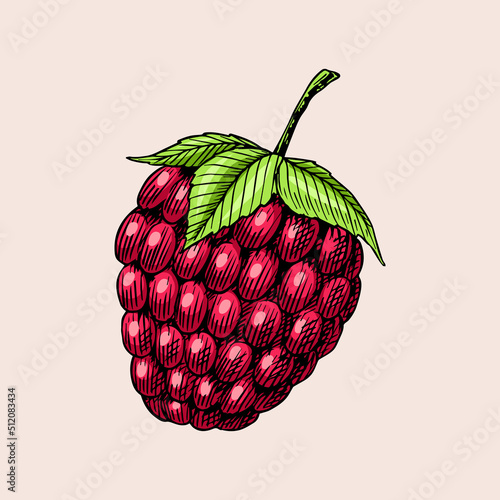 Raspberries in vintage style. Summer fruit. Berries. Engraved hand drawn in old sketch.