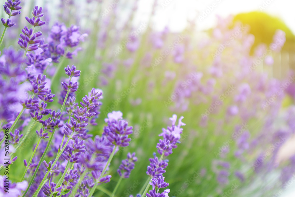 Naklejka premium Selective focus on lavender flower. Lavender morning summer blur background.