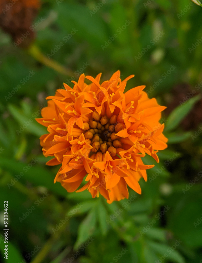 Orange marigold flowers. This flower has the meaning of beauty, wealth, fame, and warmth Orange marigold flowers. This flower has the meaning of beauty, wealth, fame, and warmth