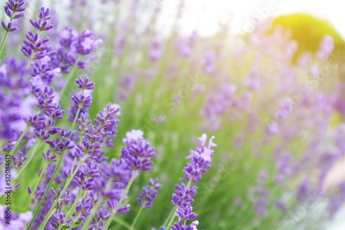 Selective focus on lavender flower. Lavender morning summer blur background.