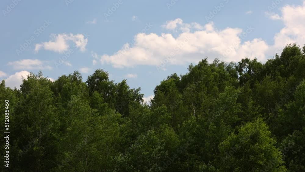 Birch Crowns With Green Leaves On A Sky Background. Windy Summer Landscape. 4k. ProRes. Birch Crowns With Green Leaves On A Sky Background. Windy Summer Landscape. 4k. ProRes.