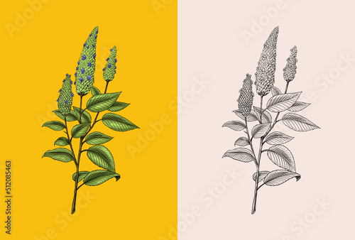Chia seeds. Plant or herb. Salvia hispanica. Spice or Condiment or flavoring or granule or grain. Engraved hand drawn in old sketch and vintage style.