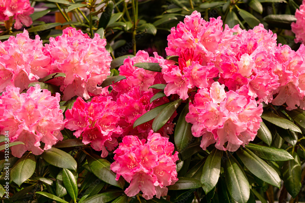 Rhododendron flowers with pink flowers in the garden. Rhododendron flowers with pink flowers in the garden.