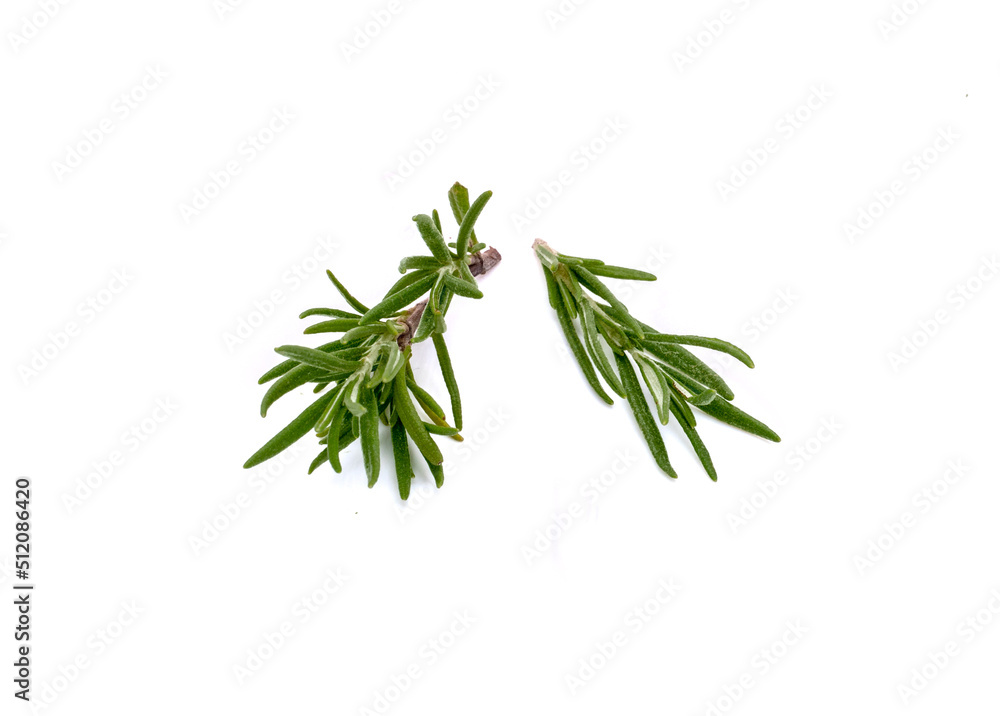 rosemary isolated on a white background rosemary isolated on a white background