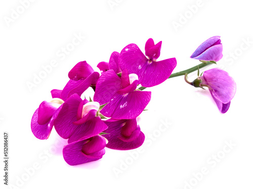 purple vetch vica isolated on white background photo