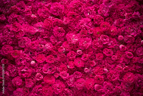 Panoramic background of miniature pink roses.