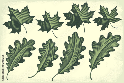 Maple and oak leaves. Design set. Editable hand drawn illustration. Vector vintage engraving. 8 EPS © Marzufello