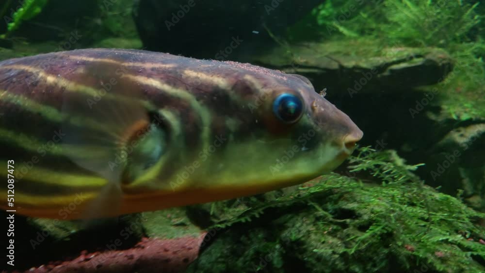 Fahaka Pufferfish (Tetraodon lineatus) swims at the bottom of the sea or ocean Fahaka Pufferfish (Tetraodon lineatus) swims at the bottom of the sea or ocean