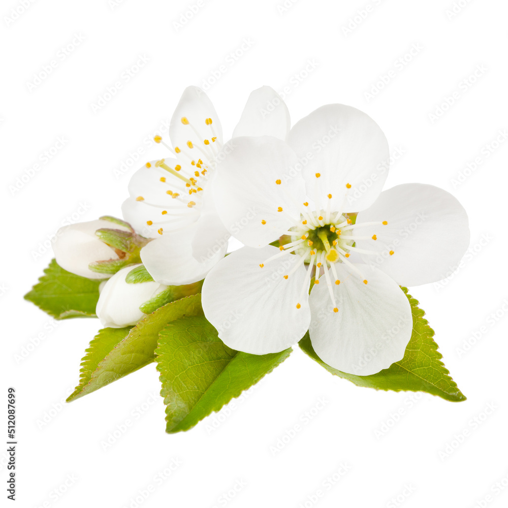 Fototapeta premium Blossoming bud of a cherry tree on a white background.