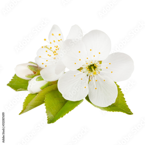 Print op canvas Blossoming bud of a cherry tree on a white background.
