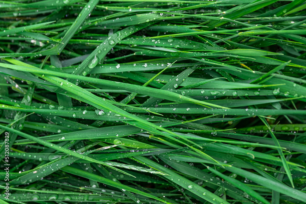 Green fresh grass covered with water drops after rainfall in summer Green fresh grass covered with water drops after rainfall in summer
