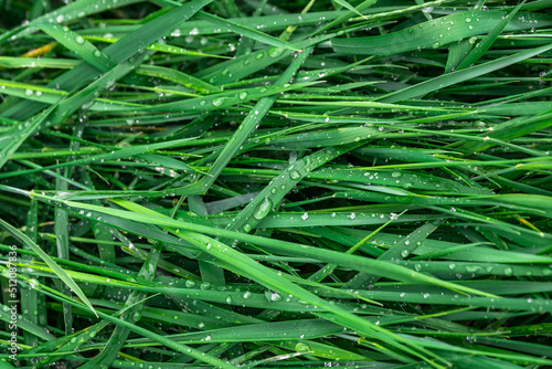 Green fresh grass covered with water drops after rainfall in summer