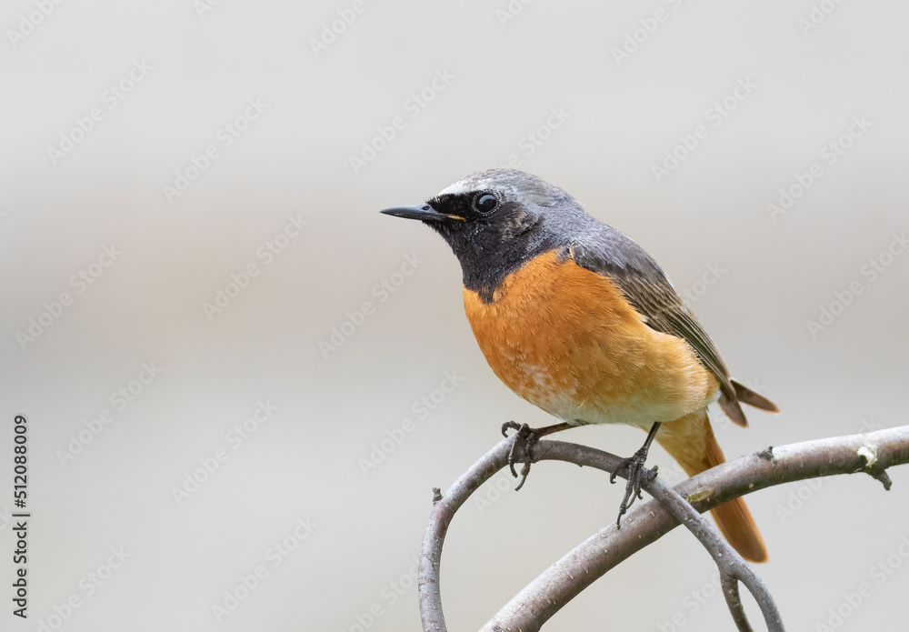 Fototapeta premium Common redstart, Phoenicurus phoenicurus. A bird sits on a tree branch against a light background