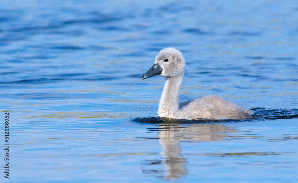 Mute swan, Cygnus olor. A chick floating on the river