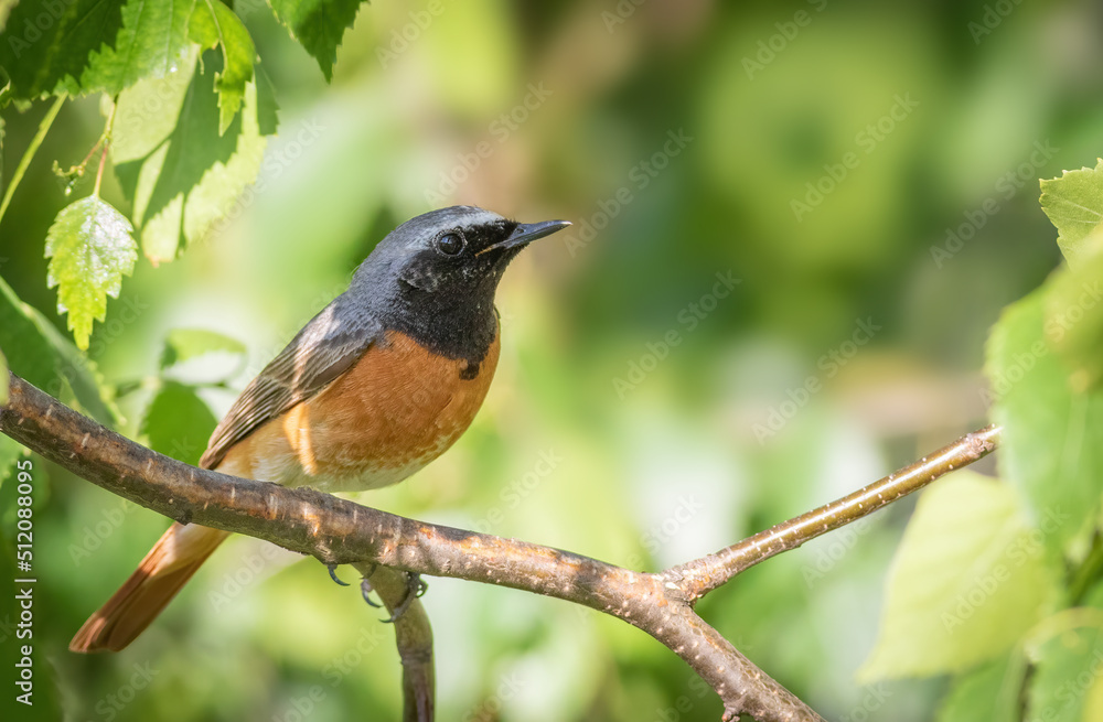 Common redstart, Phoenicurus phoenicurus. A bird sits on a tree branch among the leaves Common redstart, Phoenicurus phoenicurus. A bird sits on a tree branch among the leaves