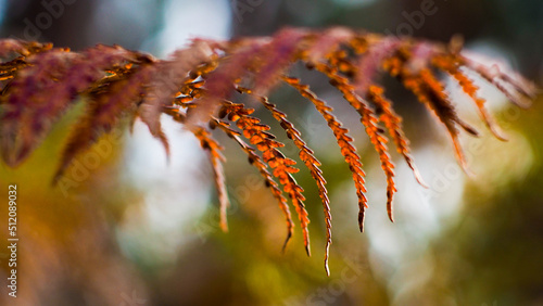 Macro de feuilles de fougère, photographiées entre des rangées de pins landais photo