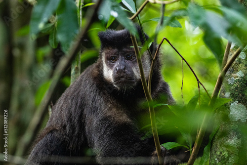 Black-horned capuchin in the Iguazu Jungle