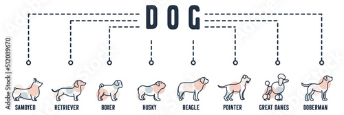 Dog banner web icon. labrador, poodle, schnauzer, st bernard, bulldog, pug puppy, dachshund, welsh corgi vector illustration concept.