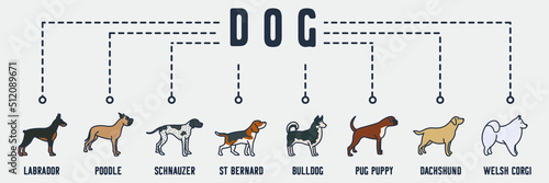 Dog banner web icon. labrador, poodle, schnauzer, st bernard, bulldog, pug puppy, dachshund, welsh corgi vector illustration concept.