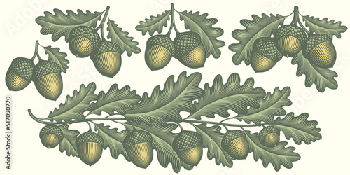 Oak branch and acorns. Design set. Editable hand drawn illustration. Vector vintage engraving. 8 EPS © Marzufello