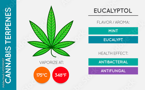Cannabis Terpene Guide Information Chart. Aroma and Flavor with Health Benefits and Vaporize Temperature. Vector.