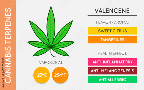 Cannabis Terpene Guide Information Chart. Aroma and Flavor with Health Benefits and Vaporize Temperature. Vector.