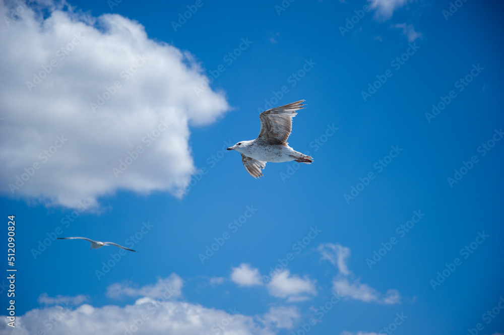 Obraz premium Blue sky and flaying seagull, Funny curious seagull in Tenedos